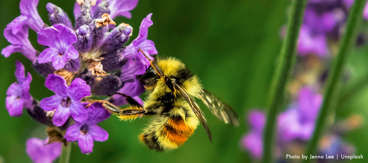 bees-in-the-chimney